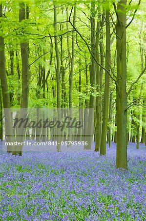 Bluebells (Hyacinthoides non-scripta) in woods, Ashridge Estate, Hertfordshire, England, United Kingdom, Europe