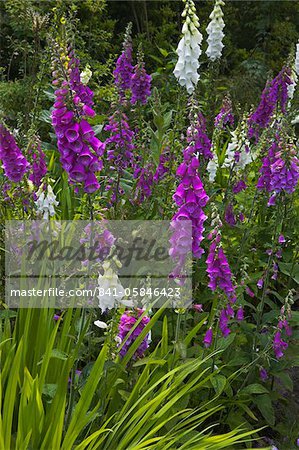 Foxgloves on display at Furzey Gardens, Minstead, New Forest, Hampshire, England, United Kingdom, Europe