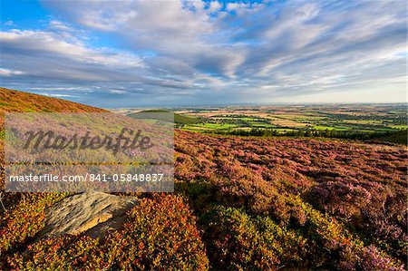 Heather and bilberries along the Cleveland Way at Little Bonny Cliff, above Whorl Hill on the North Yorkshire Moors, Yorkshire, England, United Kingdom, Europe