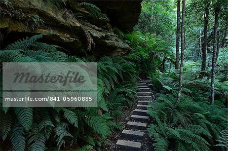 Walking track, Grand Canyon, Blue Mountains National Park, UNESCO World Heritage Site, New South Wales, Australia, Pacific