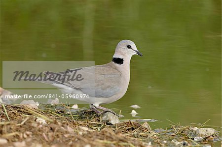 Ring-necked dove (Cape turtle dove) (half-collared dove), (Streptopelia capicola), Serengeti National Park, Tanzania, East Africa, Africa