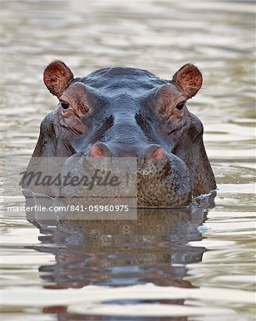 Hippopotamus (Hippopotamus amphibius), Serengeti National Park, Tanzania, East Africa, Africa