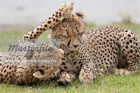 Cheetah (Acinonyx jubatus) mother and an old cub, Serengeti National Park, Tanzania, East Africa, Africa