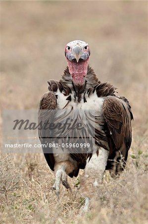 Lappet-faced vulture (Torgos tracheliotus), Serengeti National Park, Tanzania, East Africa, Africa