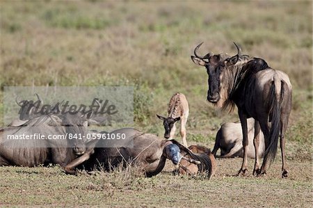 Blue wildebeest (brindled gnu) (Connochaetes taurinus) giving birth, Serengeti National Park, Tanzania, East Africa, Africa