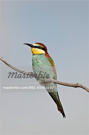 European bee-eater (golden-backed bee-eater) (Merops apiaster), Kruger National Park, South Africa, Africa European bee-eater (golden-backed bee-eater) (Merops apiaster), Kruger National Park, South Africa, Africa