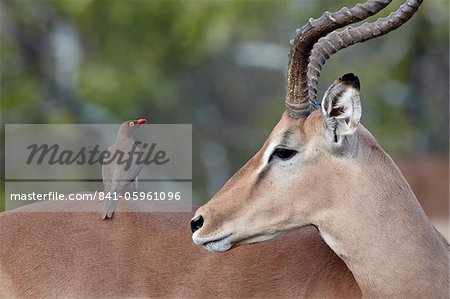 Male impala (Aepyceros melampus) with a red-billed oxpecker (Buphagus erythrorhynchus), Kruger National Park, South Africa, Africa