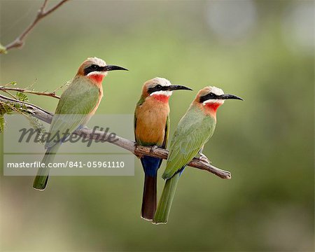 Three white-fronted bee-eaters (Merops bullockoides), Kruger National Park, South Africa, Africa
