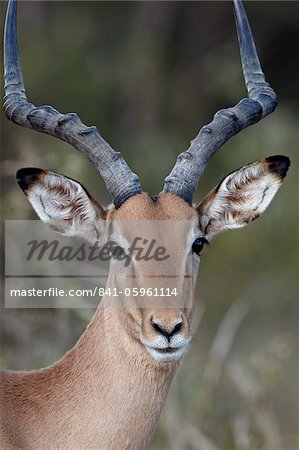 Impala (Aepyceros melampus) buck, Kruger National Park, South Africa, Africa