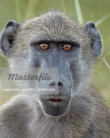 Young Chacma baboon (Papio ursinus), Kruger National Park, South Africa, Africa