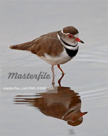 Three-banded plover (Charadrius tricollaris), Kruger National Park, South Africa, Africa