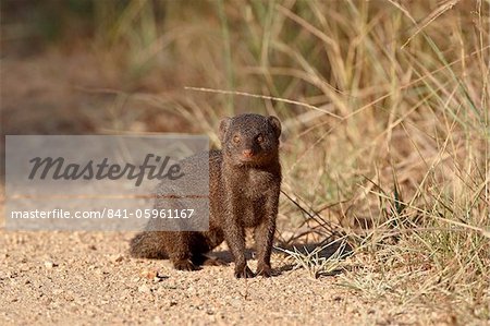 Dwarf mongoose (Helogale parvula), Kruger National Park, South Africa, Africa