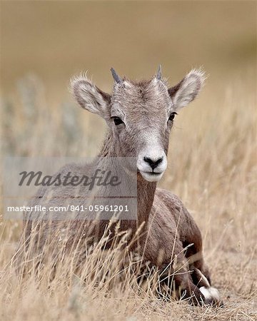 Bighorn sheep (Ovis canadensis) lamb, Badlands National Park, South Dakota, United States of America, North America