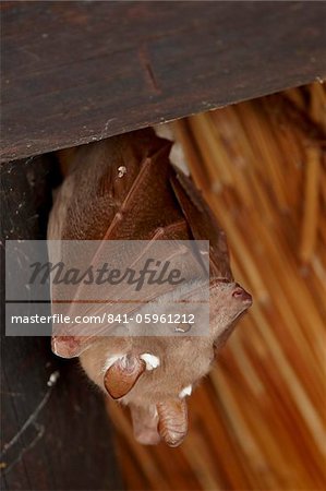 Wahlberg's epauletted fruit bat (Epomophorus wahlbergi) or Peters epauletted fruit bat (Epomophorus crypturus), Kruger National Park, South Africa, Africa