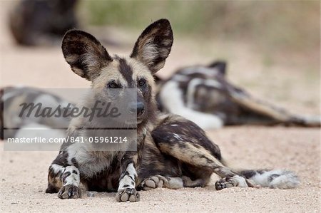 African wild dog (African hunting dog) (Cape hunting dog) (Lycaon pictus), Kruger National Park, South Africa, Africa