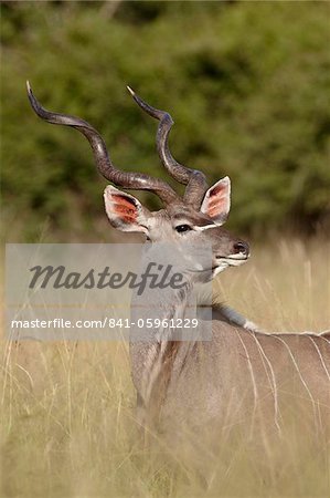 Greater kudu (Tragelaphus strepsiceros) buck, Kruger National Park, South Africa, Africa