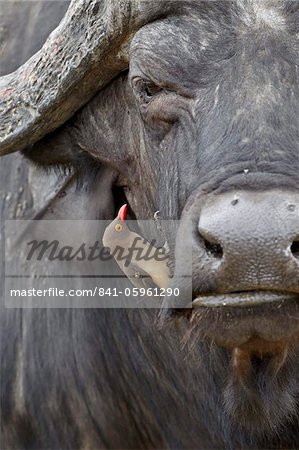 Red-billed oxpecker (Buphagus erythrorhynchus) on a Cape buffalo (African buffalo) (Syncerus caffer), Kruger National Park, South Africa, Africa