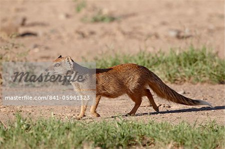 Yellow mongoose (Cynictis penicillata), Mountain Zebra National Park, South Africa, Africa