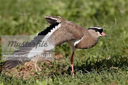 Crowned plover (crowned lapwing) (Vanellus coronatus) performing a broken-wing display, Addo Elephant National Park, South Africa, Africa