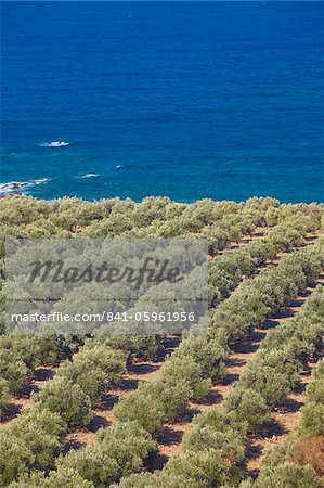 Olive groves, Chania, Crete, Greek Islands, Greece, Europe