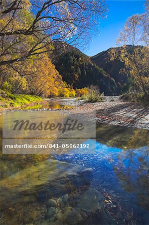 Golden autumnal colours along the banks of a stream in Arrowtown, Otago, South Island, New Zealand, Pacific