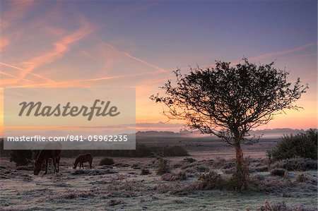 New Forest ponies graze on a frosty winters morning, New Forest National Park, Hampshire, England, United Kingdom, Europe