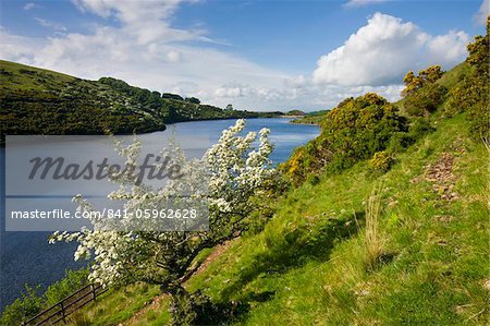 Hawthorn tree in blossom beside Meldon Reservoir, Dartmoor National Park, Devon, England, United Kingdom, Europe