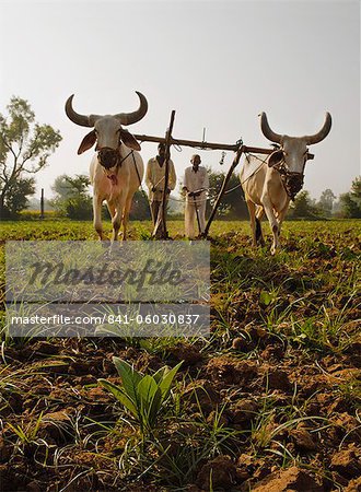 Young tobacco (Nicotiana) plants with traditional plough and cattle (Ankole-Watus), Gujarat, India, Asia