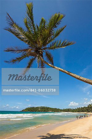 Palm tree and west point of the south coast whale watch surf beach at Mirissa, near Matara, Southern Province, Sri Lanka, Asia