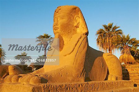 Sphinx path, Temple of Luxor, Thebes, UNESCO World Heritage Site, Egypt, North Africa, Africa Sphinx path, Temple of Luxor, Thebes, UNESCO World Heritage Site, Egypt, North Africa, Africa