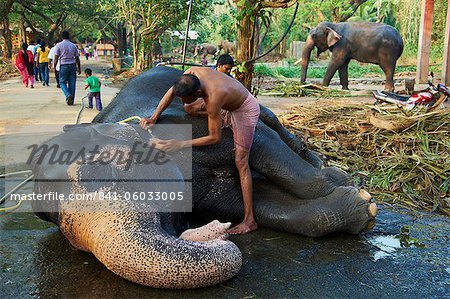 Guruvayur, elephant center, training for the temple parade, Kerala, India, Asia