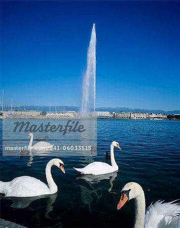 Swans below the Jet d'eau (water jet), Geneva, Lake Geneva (Lac Leman), Switzerland, Europe