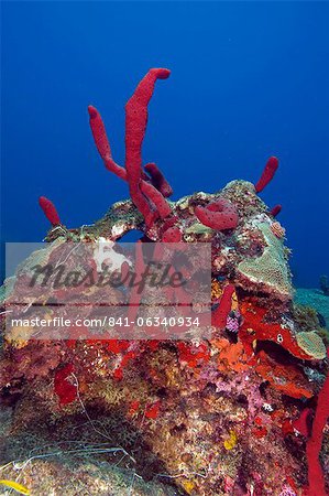 Erect rope sponge (Amphimedon compressa), St. Lucia, West Indies, Caribbean, Central America