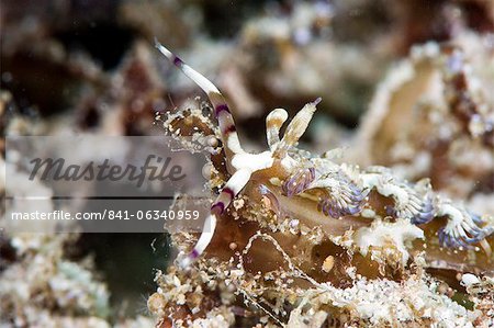 Pteraeolidia ianthina nudibranch, grows to 150mm, subtropical Indo-west Pacific waters, Philippines, Southeast Asia, Asia