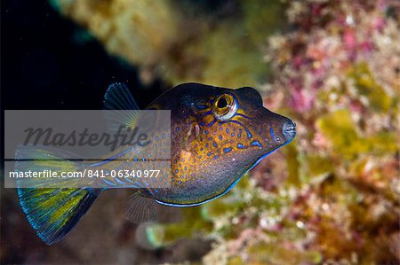 Sharpnose puffer (Canthigaster rostrata), St. Lucia, West Indies, Caribbean, Central America