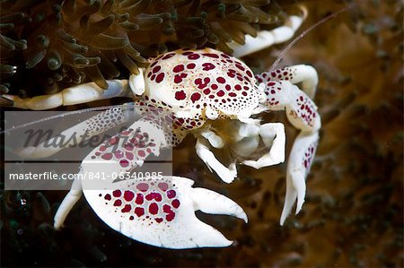 Spotted porcelain crab (Neopetrolisthes), in an anemone, Philippines, Southeast Asia, Asia