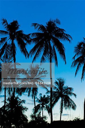 Palm trees silhouetted at night, Sengiggi Beach, Lombok, Indonesia, Southeast Asia, Asia