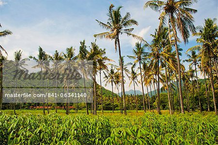 Tropical palm trees, Mangsit Beach, Lombok, Indonesia, Southeast Asia, Asia