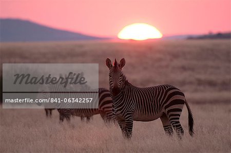 Hartmann's mountain zebra (Equus zebra hartmannae), Palmwag Concession, Damaraland, Namibia, Africa