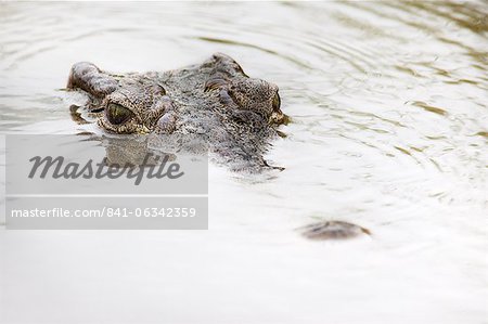 Nile crocodile (Crocodylus niloticus), Kruger National Park, South Africa, Africa Nile crocodile (Crocodylus niloticus), Kruger National Park, South Africa, Africa