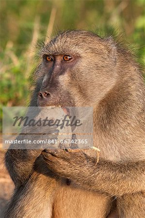 Chacma baboon (Papio cynocephalus ursinus), eating fruit of Sausage Tree (Kigelia africana), Kruger National Park, South Africa, Africa