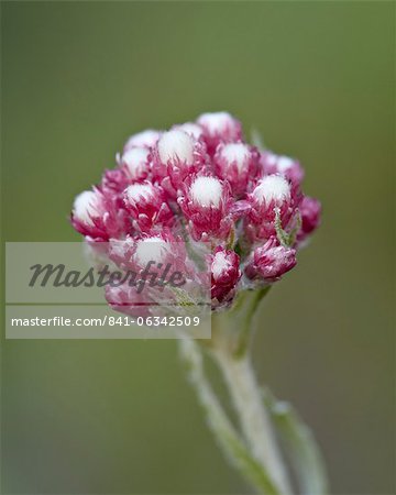 Rosy pussytoes (littleleaf pussytoes) (pink pussytoes) (small pussytoes ) (dwarf everlasting) (Antennaria microphylla), Glacier National Park, Montana, United States of America, North America