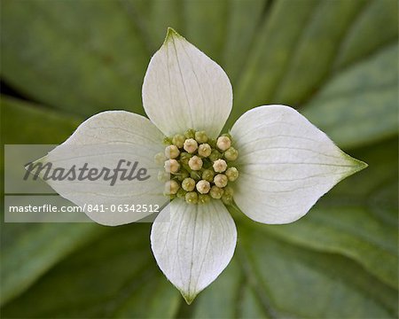 Dwarf dogwood (bunchberry dogwood) (Cornus canadensis), Glacier National Park, Montana, United States of America, North America