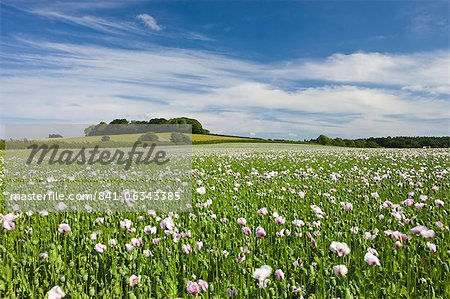 Field of poppies growing near Winterbourne Abbas in Dorset, England, United Kingdom, Europe