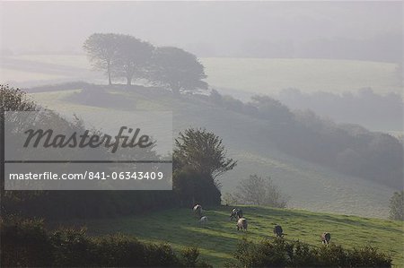 Foggy autumnal morning near Blagdon Cross, Exmoor National Park, Somerset, England, United Kingdom, Europe