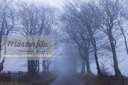 Foggy winter morning along a tree lined lane near Northmoor Common, Exmoor National Park, Somerset, England, United Kingdom, Europe