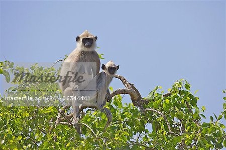 Tufted Grey Langur mother and baby (semnopithecus priam), Yala National Park, Sri Lanka, Asia