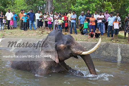 Captive Asiatic elephant (Elephas maximus maximus) in Colombo prior to the Perahera, Victoria Park, Colombo, Sri Lanka, Asia