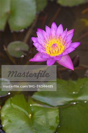 Blue star water lily (blue lotus flower) (Nymphaea stellata), national flower of Sri Lanka, Asia