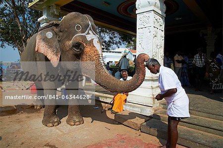 Benediction of elephant, Sri Jambukeshwara temple, Tiruchirappalli (Trichy), Tamil Nadu, India, Asia Benediction of elephant, Sri Jambukeshwara temple, Tiruchirappalli (Trichy), Tamil Nadu, India, Asia